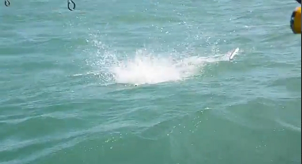 VIDEO: Queenfish mayhem!